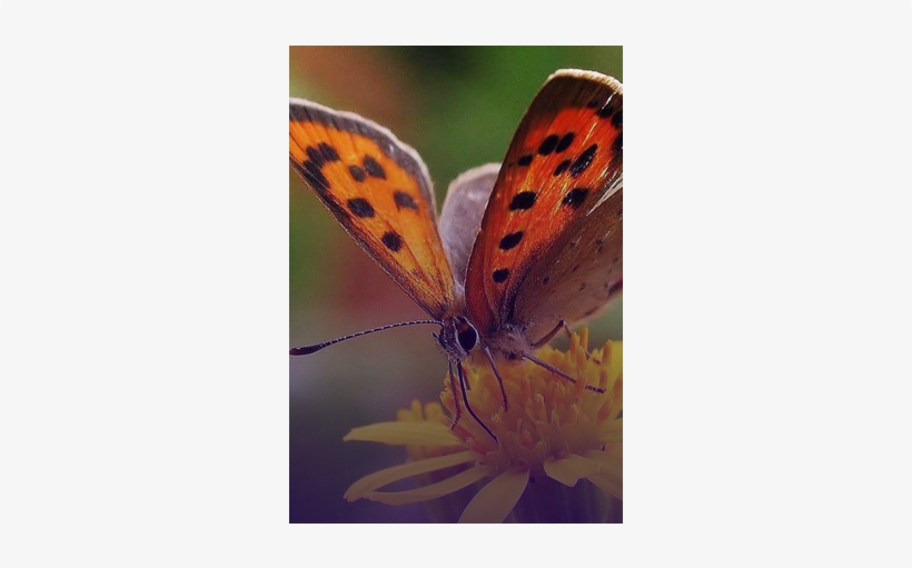 Vlinder Spiritueel, transparent png