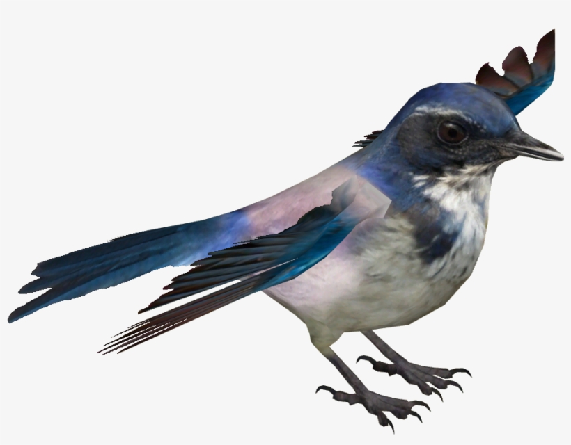 Island Scrub Jay - Palila, transparent png