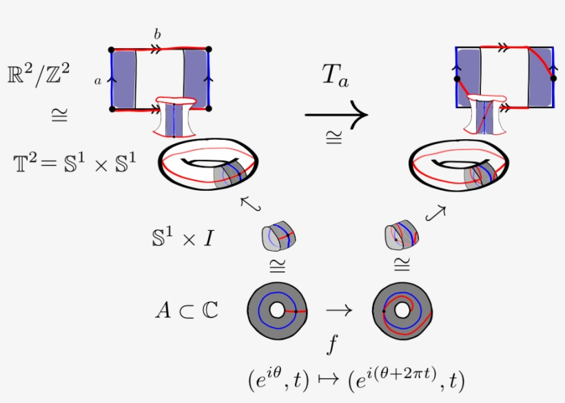 Dehn Twist For The Torus - Dehn Twist, transparent png