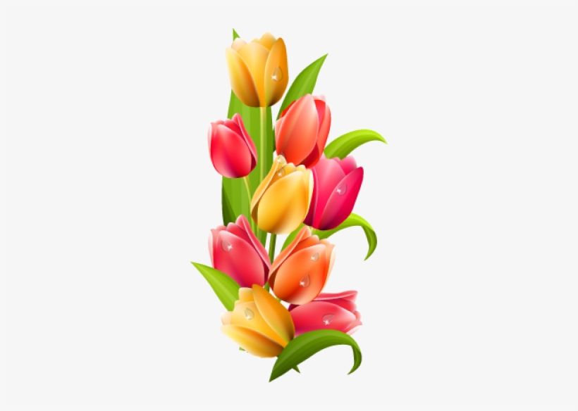 Tulip Png, transparent png