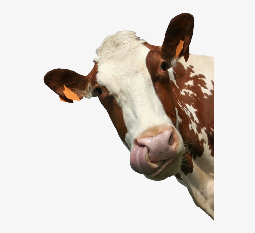 Introduction To Animal Science: Global, Biological,, transparent png