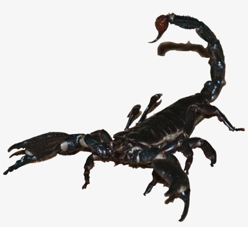 Gallery For &gt, transparent png