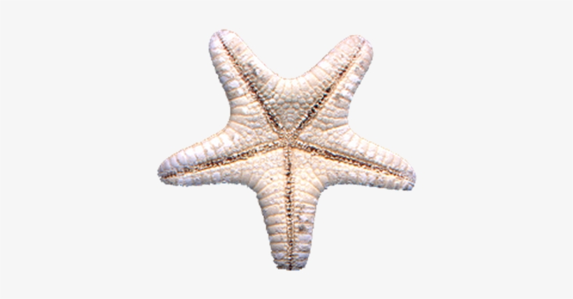 Starfish Png - Photo - Starfish, transparent png