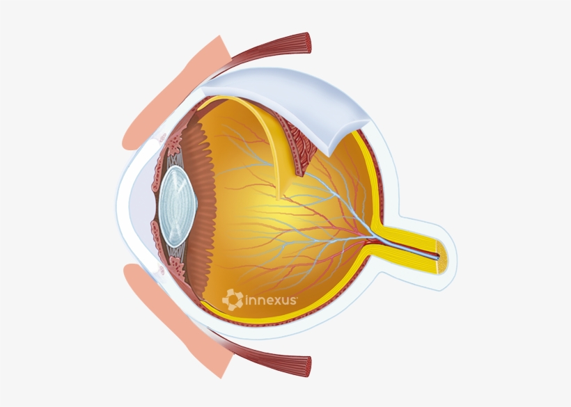 Human Eyeball - Human Eye, transparent png