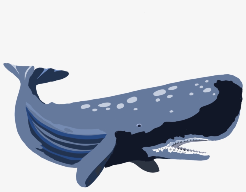 Whale, transparent png