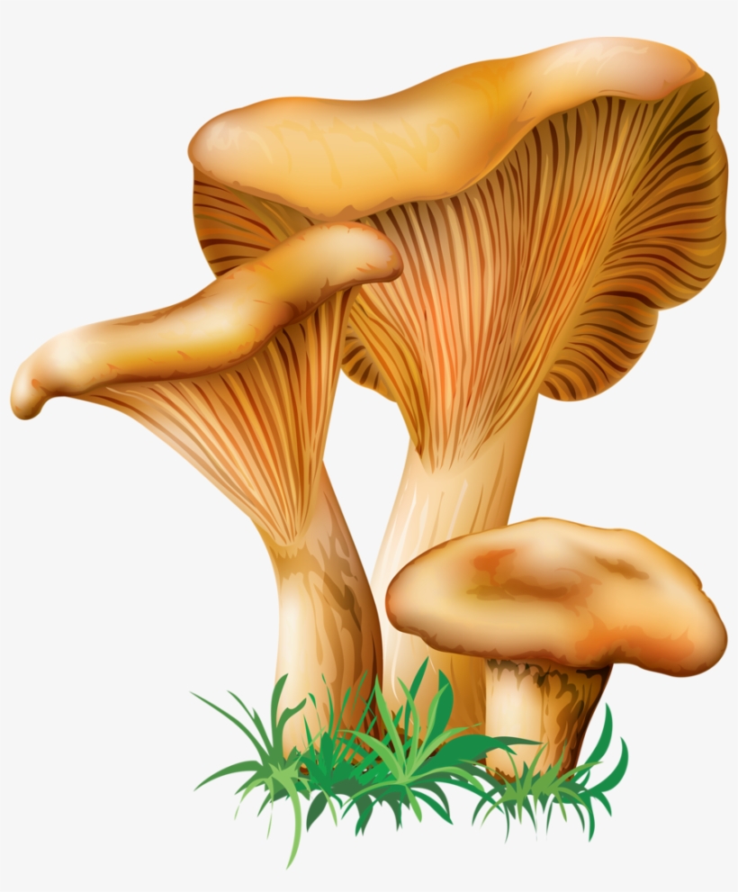 4 - Oyster Mushroom Clip Art, transparent png