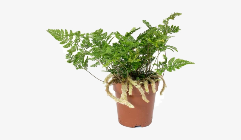 Rabbit's Foot Fern - Small Rabbits Foot Fern, transparent png