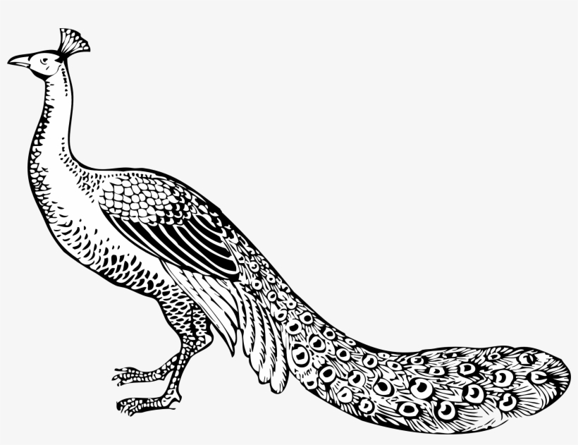 Clip Arts Related To - Peacock Clipart Black And White, transparent png