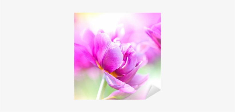 Flower, transparent png