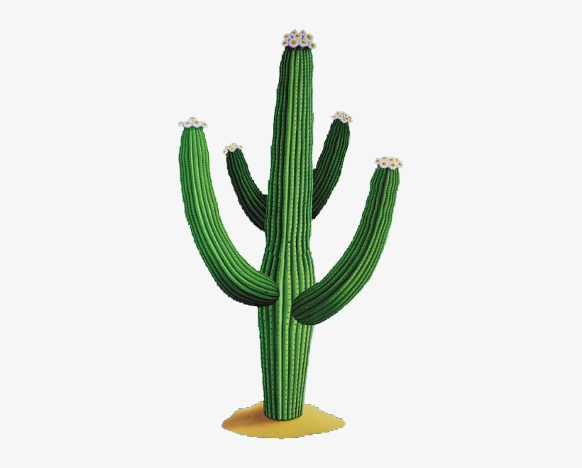 Cactus Free Png Download Vector - Mexican Cactus, transparent png