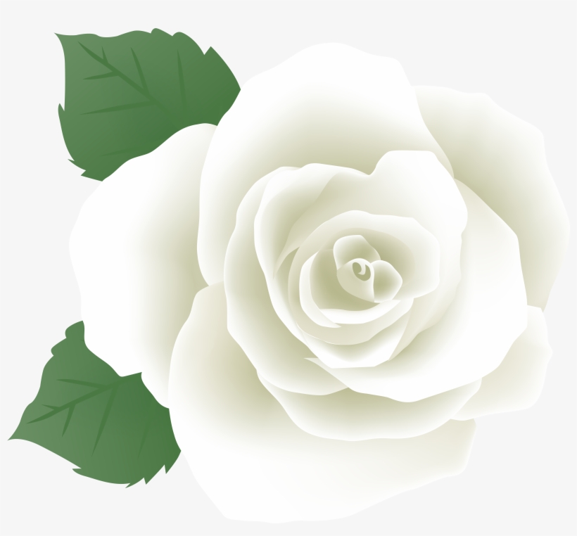 White Rose Png, transparent png
