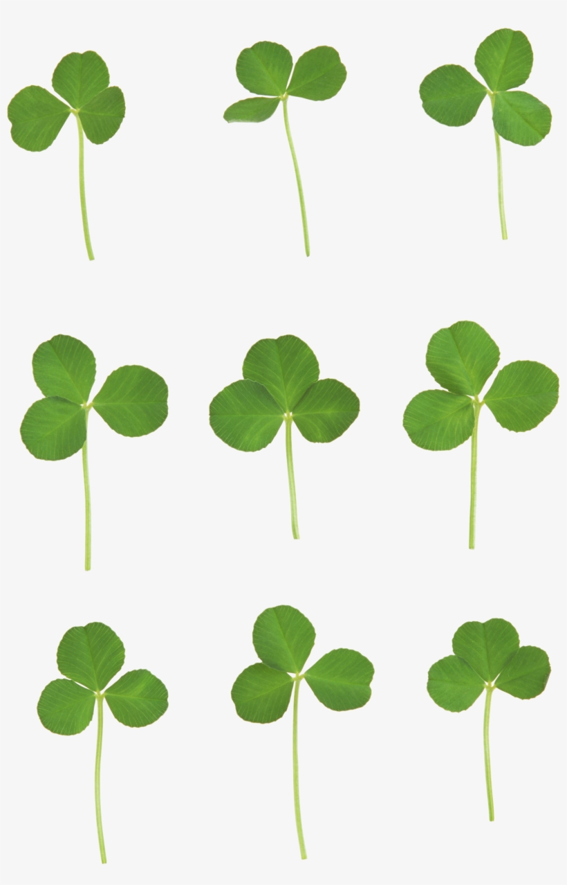 Clover Png Image, Free Clover Pictures Download - Clover Leaves Background Png, transparent png