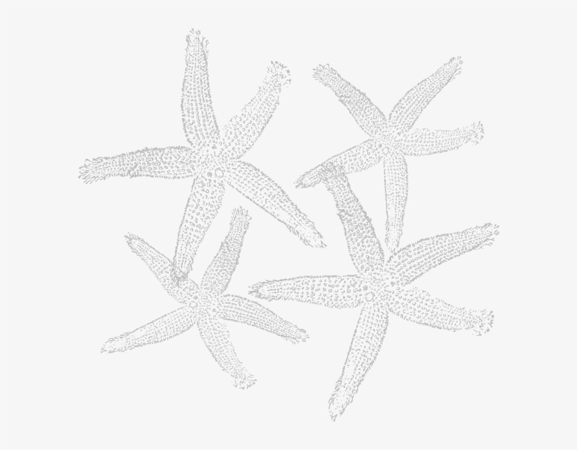 Small - Fish Clip Art, transparent png