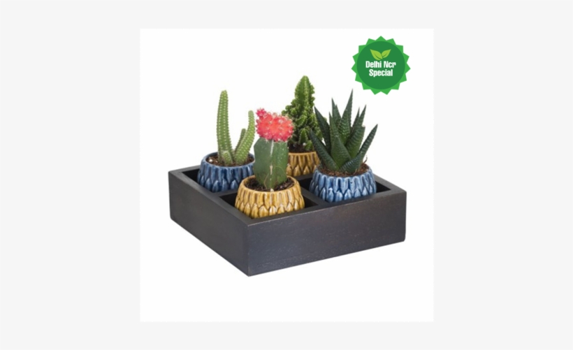 Beautiful Succulent Combo 4 In Wooden Planter - Prickly Pear, transparent png