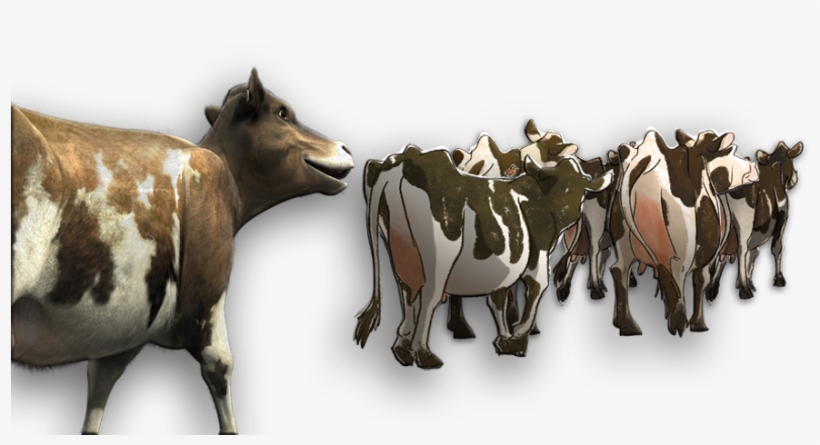 Cow Families - Herd Of Cattle Png, transparent png