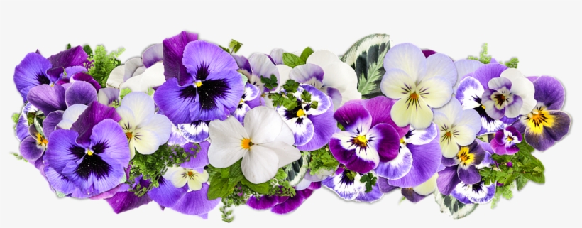 Graphic Free Stock Bouquet Transparent Purple Flower - Happy Birthday Pansies, transparent png