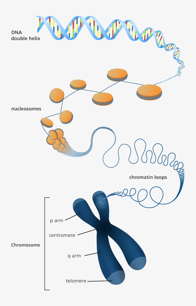 Illustration Showing How Dna Is Packaged Into A Chromosome - Chromosome Infographic, transparent png
