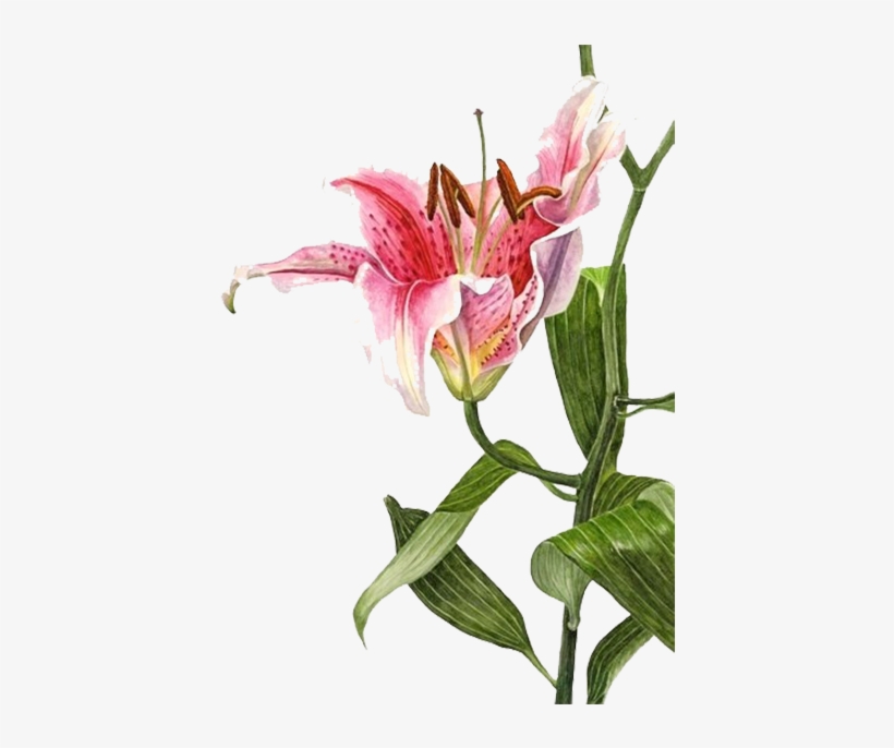 Graphic Transparent Stock Lilium Bulbiferum Watercolor - Lily Botanical Painting, transparent png