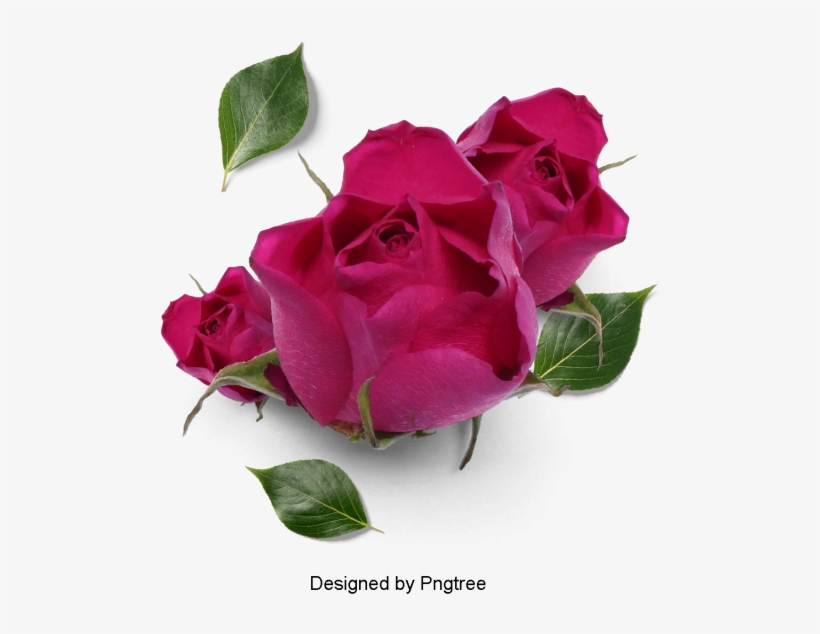 Beautiful Fresh Flower Petals, Flowers, Petals, Leaves - Transparent Png Cac Hinh Canh Dep, transparent png