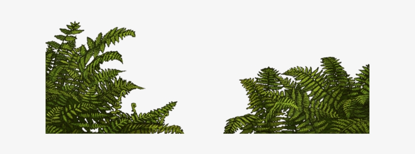 Jungle Fern Png, transparent png