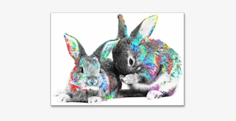 Furry & Sweet - Baby Rabbits, transparent png