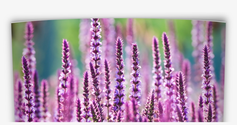 Oklahoma Perennial Flower Guide - Native Oklahoma Flowers, transparent png