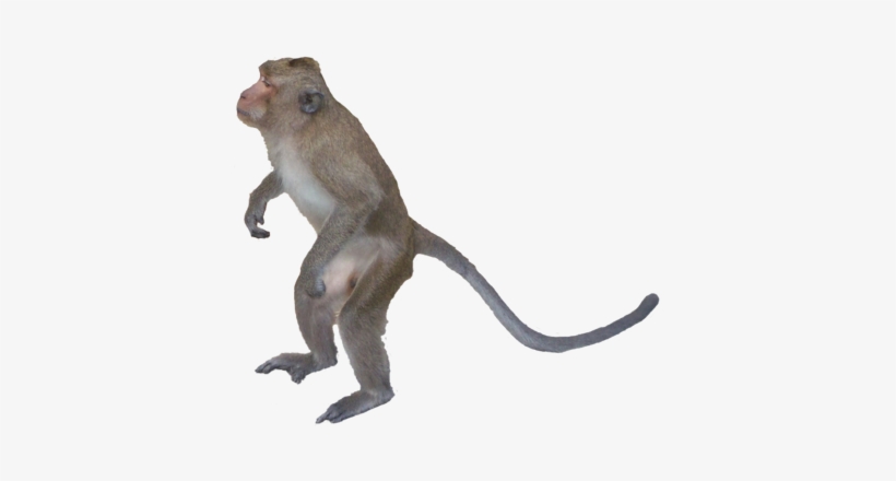 Monkey Png Images - Monkey Picture Png, transparent png