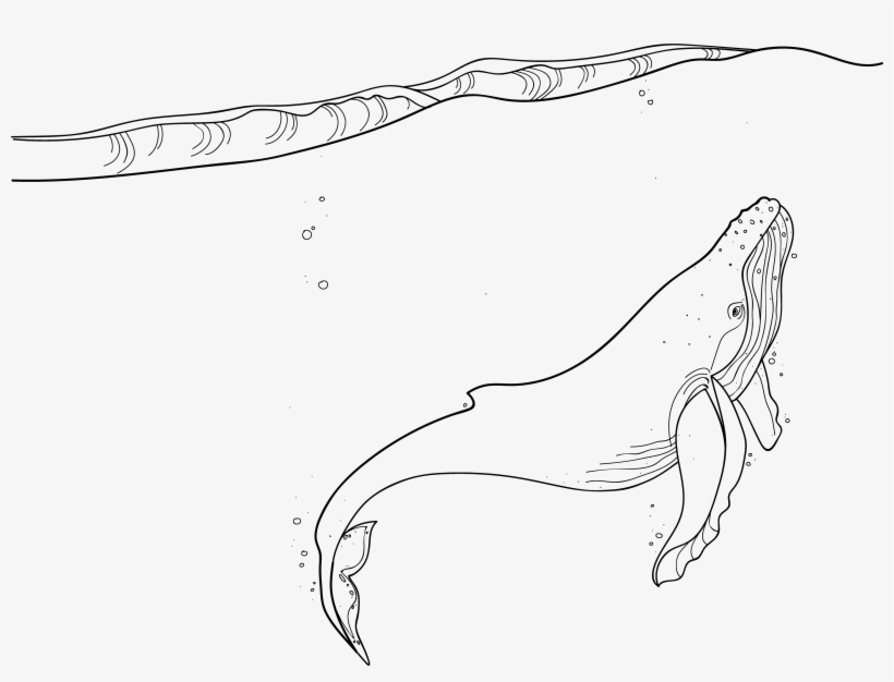 Whale - Whales, transparent png