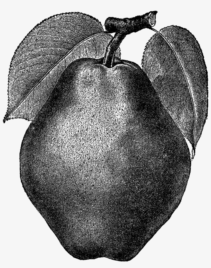 Digital Stamp Design - Illustration Vintage Fruit Pear, transparent png