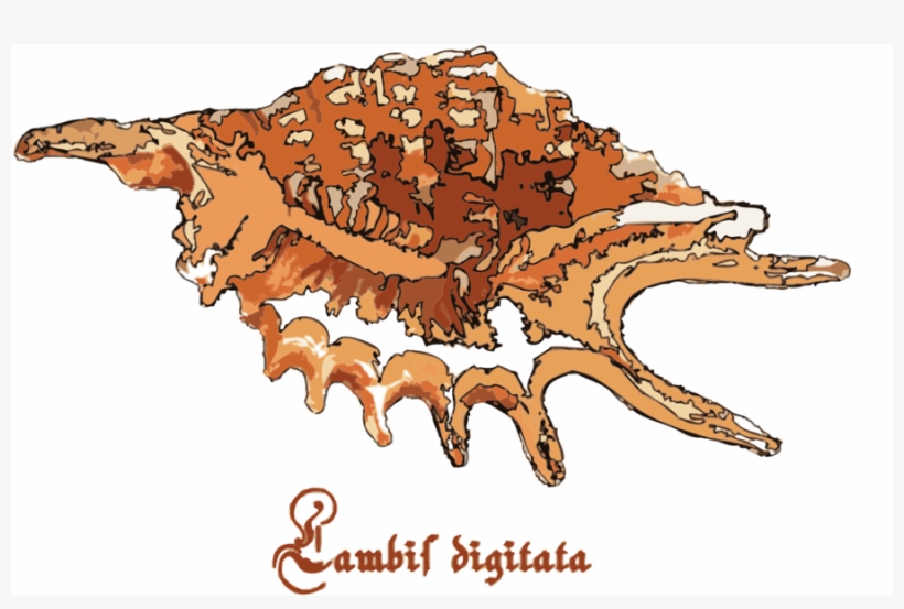 Download Shell Animated Clipart Clip Art Seashell Crab - Ophioglossolambis Digitata, transparent png
