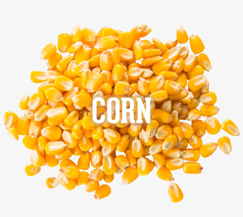 Corn - Maize, transparent png