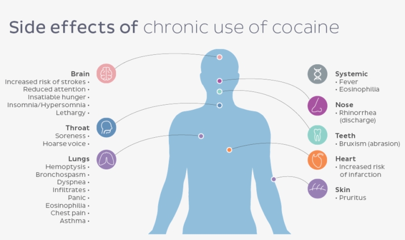 Side Effects Of Cocaine - Diagram, transparent png
