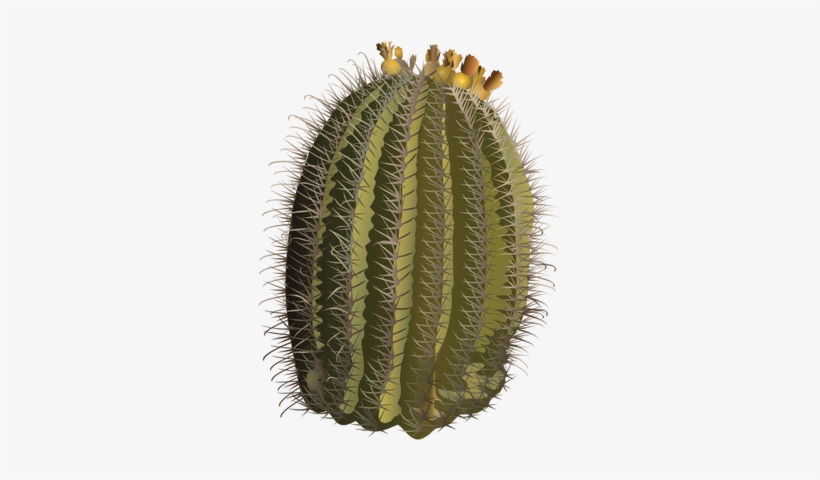 Ferocactus Wislizeni - Hedgehog Cactus, transparent png