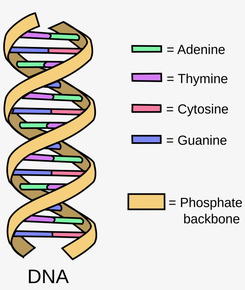 What Is The Function Of Dna A Close Examination Of - Dna Structure Basic, transparent png