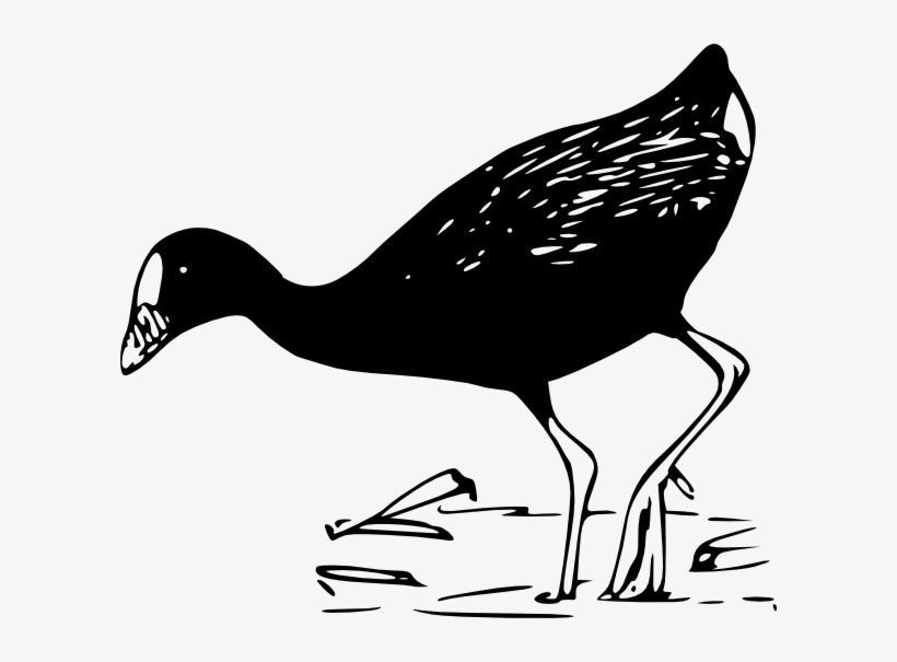 Purple Gallinule Clip Art Free Vector - Pato Blanco Y Negro Png, transparent png
