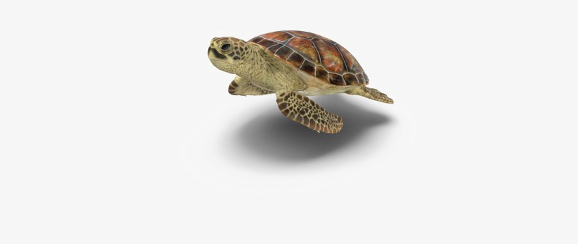 Turtle Png Picture - Transparent Background Turtle Png Transparent, transparent png