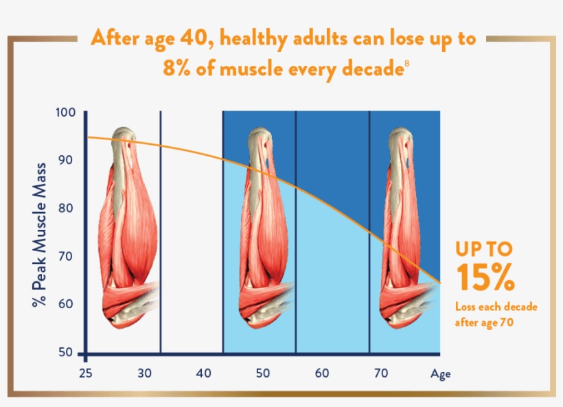 Adult's Muscle Loss Every Decade After 40 - Ensure Gold Wheat 400g, transparent png
