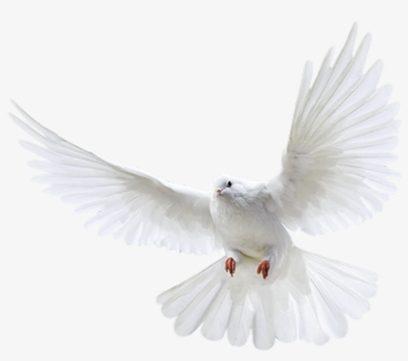 Pigeon Png Images Free Pigeon Png Pictures Download - Pigeon Png, transparent png
