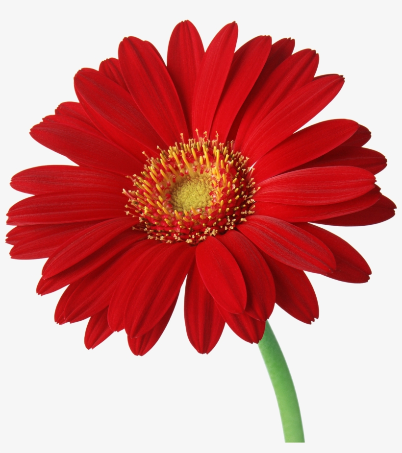 Free Stock Gerbera - Transparent Background Daisies Png, transparent png