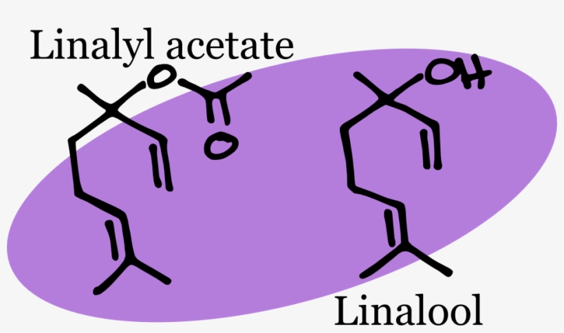 Minor Volatile Components That Contribute To The Scent - Chemical Structure Of Lavender, transparent png