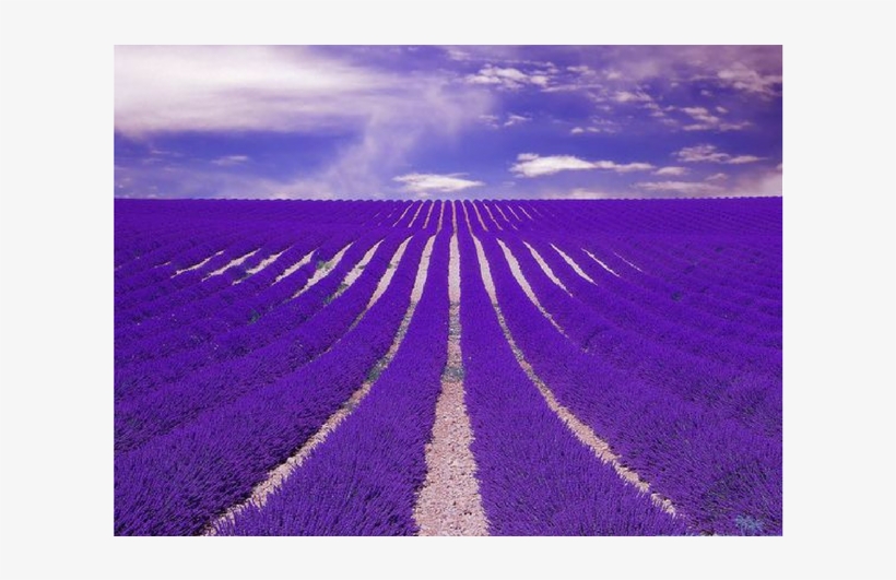 Champs Lavande Ok - Most Beautiful Lavender Flowers Farm, transparent png