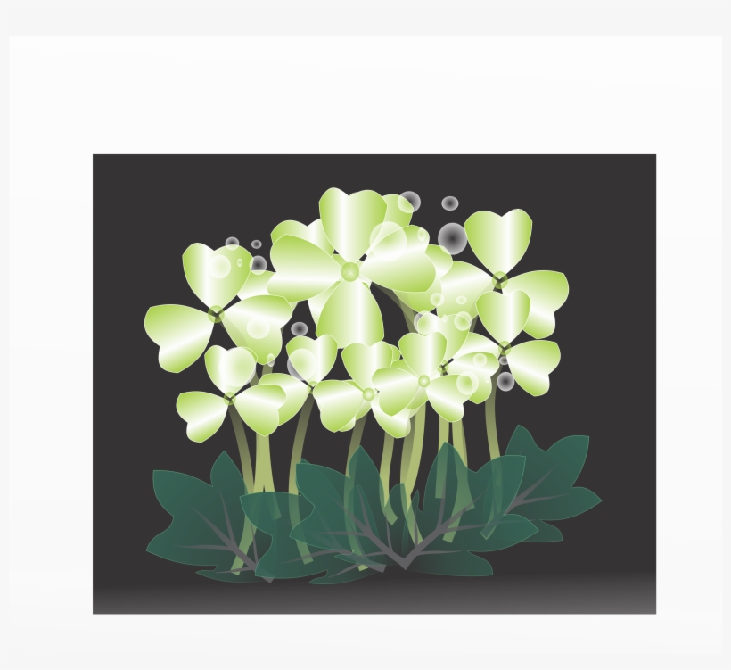 Make A Wish - Jasmine, transparent png
