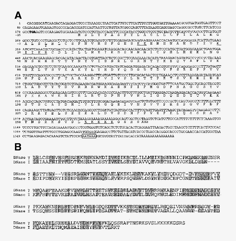 Nucleotide And Deduced Protein Sequences Of Rat Dnase - Nucleic Acid Sequence, transparent png