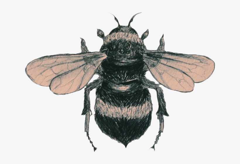 Transparent/sticker Blg Soft Grunge Blg - Bee Transparent, transparent png