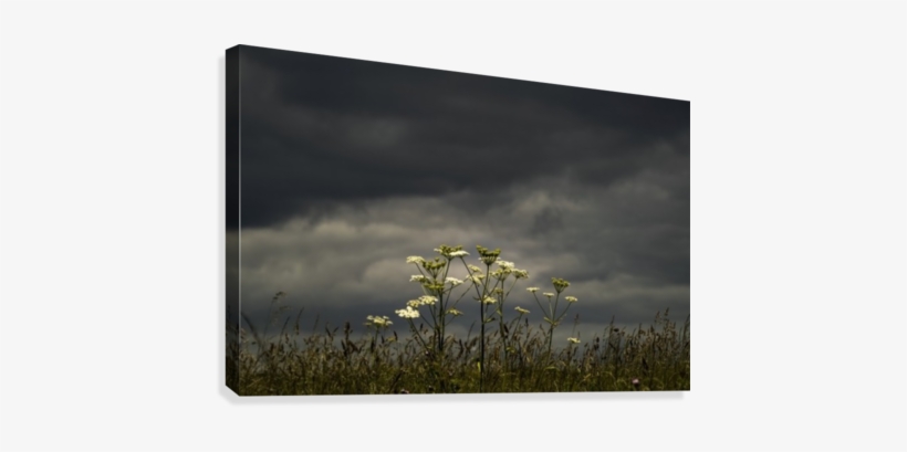 Wildflowers Blossoming Under An Ominous Dark Sky - Wildflowers Blossoming Under An Ominous Dark Sky; South, transparent png