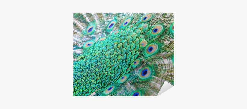 Feather, transparent png
