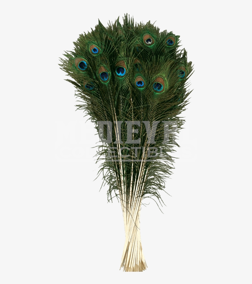 Natural Peacock Tail Plume - Zucker Feather Products Peacock Tail Eyes, 25-35",, transparent png