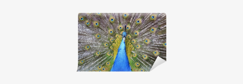 Peafowl, transparent png