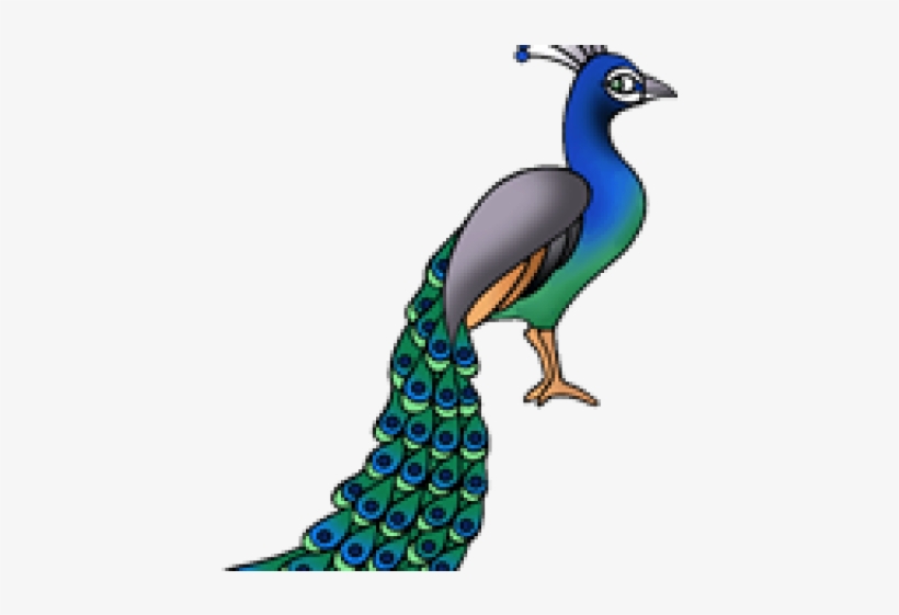 National Bird Of India Clipart, transparent png
