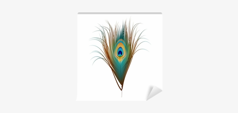 Vector Peacock Feather Isolated On White Wall Mural - Peacock Feather Vector, transparent png